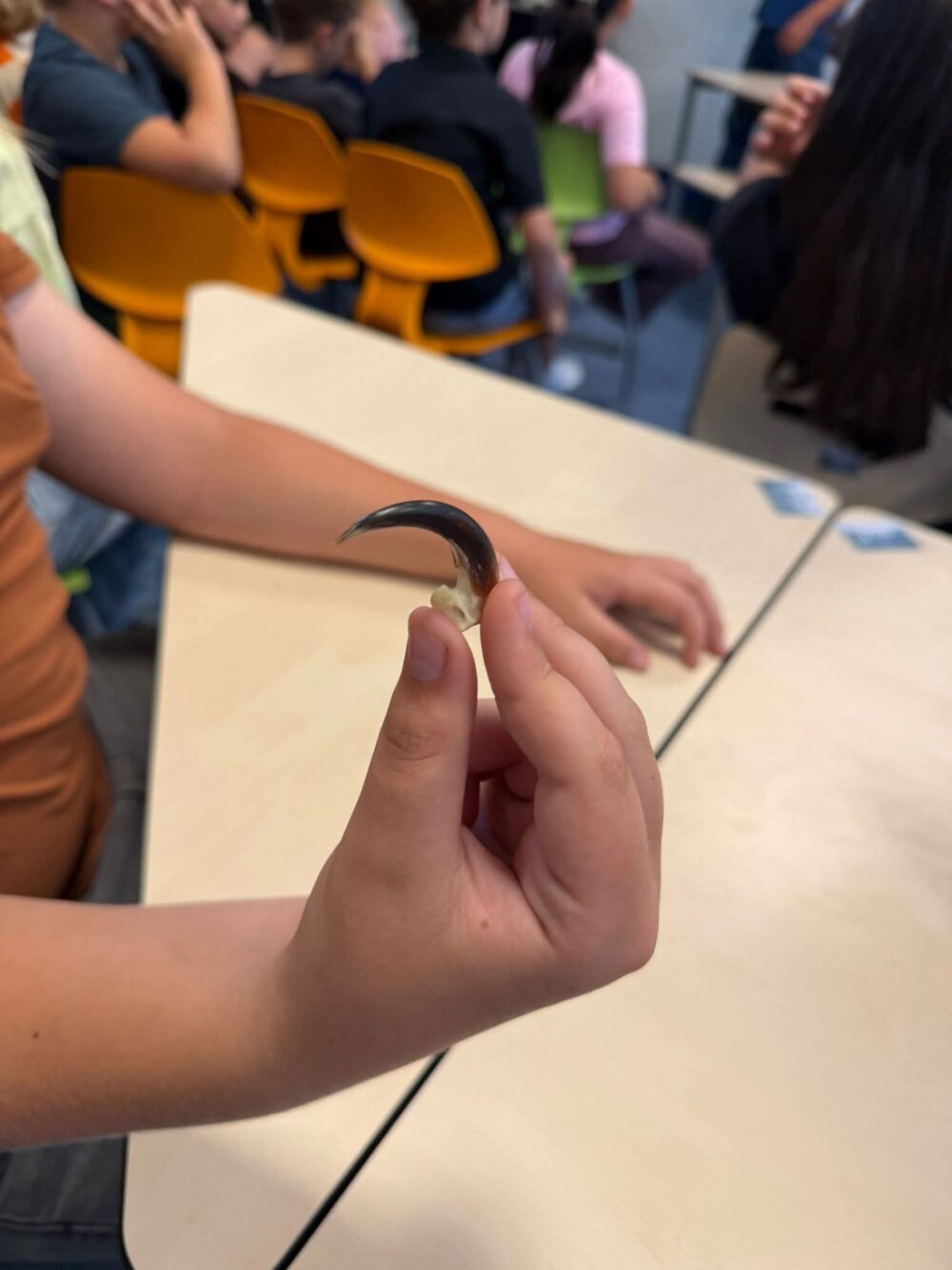 Een klauw van een zeearend in een kinderhand