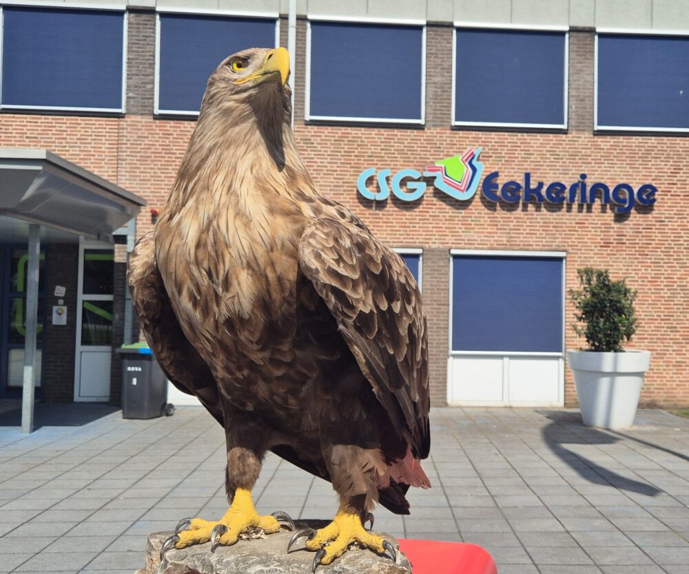 Opgezette zeearend voor de ingang van een basisschool
