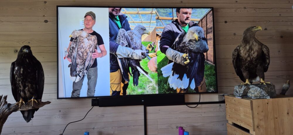 Beeldpresentatie met opgezette zeearenden naast het scherm