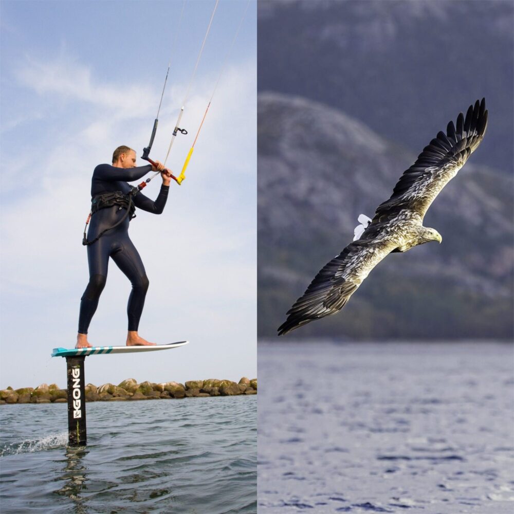 Links Ruben Meijer op een kitefoil, rechts een zeearend die op de wind zweeft