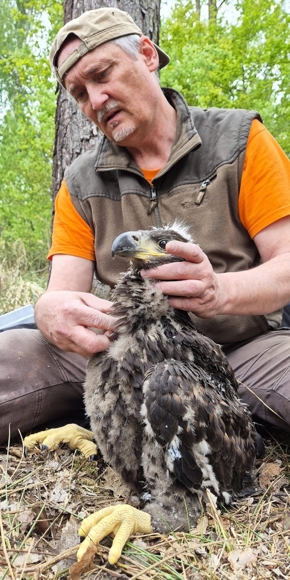 Onderzoeker met een jonge zeearend op schoot in het veld