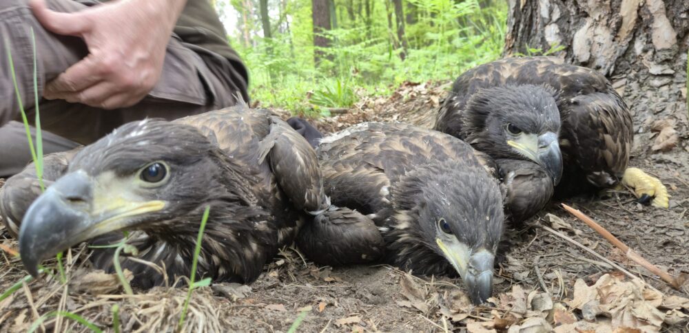 Twee jonge zeearenden naast elkaar in het gras