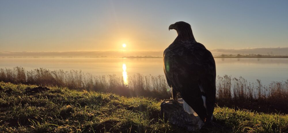 Zeearend bij ondergaande zon