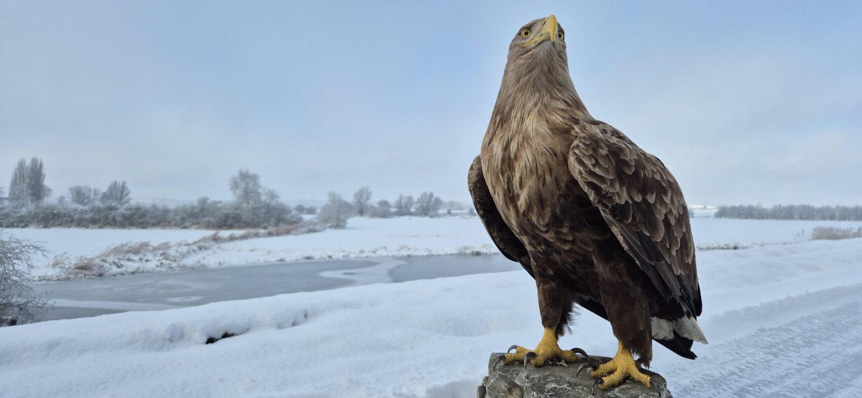 Zeearend in een besneeuwd rivierlandschap