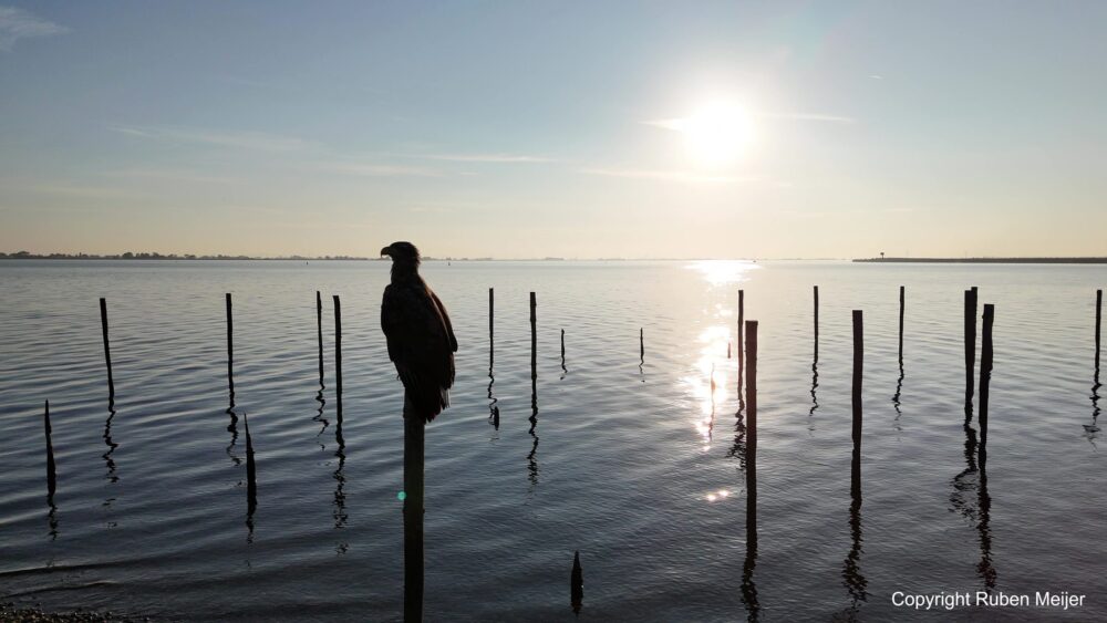 Vogel op een paal bij zonsopkomst boven het water